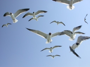 seagull flock